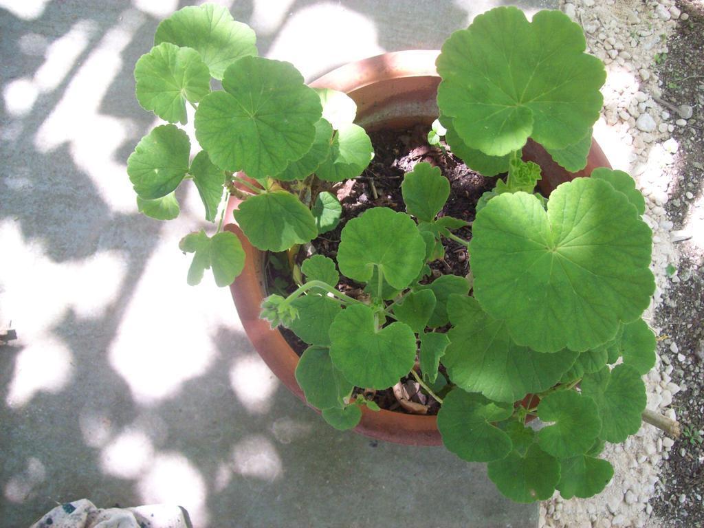 Apartment Vania Gardenos Vitalades